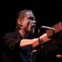 Swans