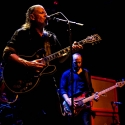 Swans